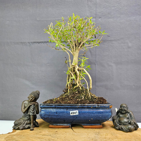 Snow Rose (Serissa) Bonsai Tree | Broom | In 20cm Pot