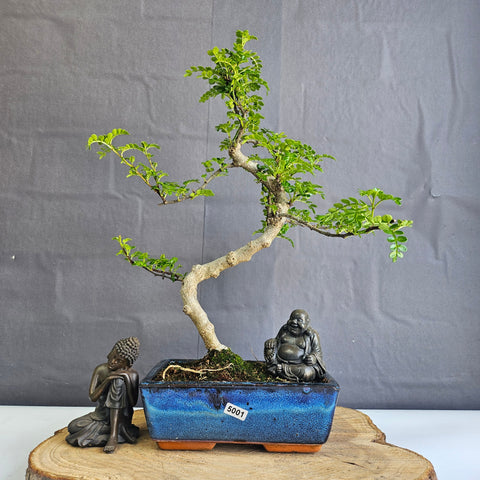 Poivre de Chine (Zanthoxylum pipertum) Bonsaï | Forme soignée | En pot de 20 cm