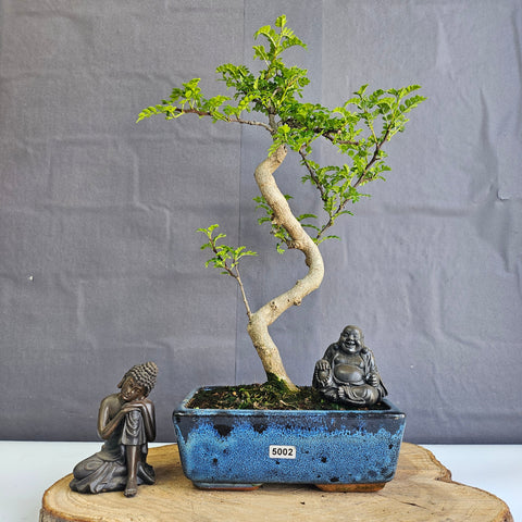 Poivre de Chine (Zanthoxylum pipertum) Bonsaï | Forme soignée | En pot de 20 cm