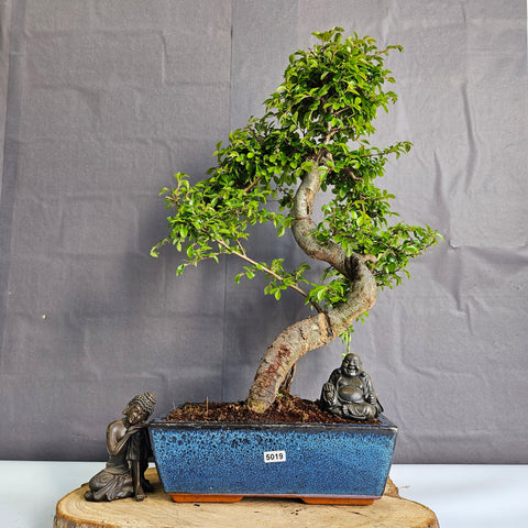 Chinese Elm (Ulmus Parvifolia) Bonsai Tree | Shaped | In 25cm Pot