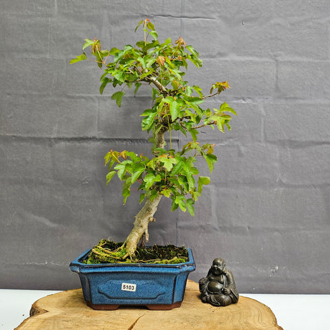Trident Maple (Acer Buergerianum) Bonsai Tree | Informal Style | In 20cm Pot
