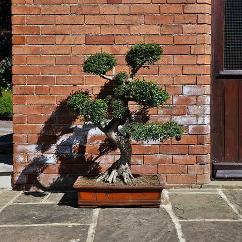 Large Chinese Elm (Ulmus Parvifolia) Bonsai Tree | Shaped Style | Height 110cm | In 60cm Pot