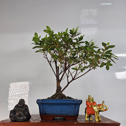 Azalea (Rhododendron) Bonsai Tree | Broom | In 15cm Pot