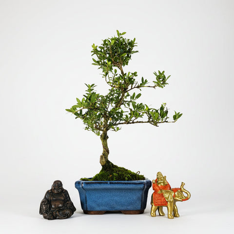 Clearance: Japanese Holly (Ilex Crenata) Bonsai Tree | Shaped | In 15cm Pot