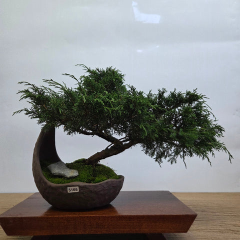 Chinese Juniper (Juniperus Chinensis) Bonsai Tree | Cascading | In 20cm Half Moon Pot