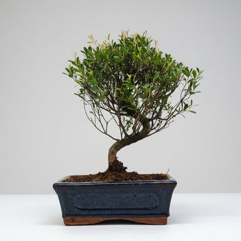 Brush Cherry (Syzygium) Bonsai Tree | Semi-Shaped | In 15cm Pot