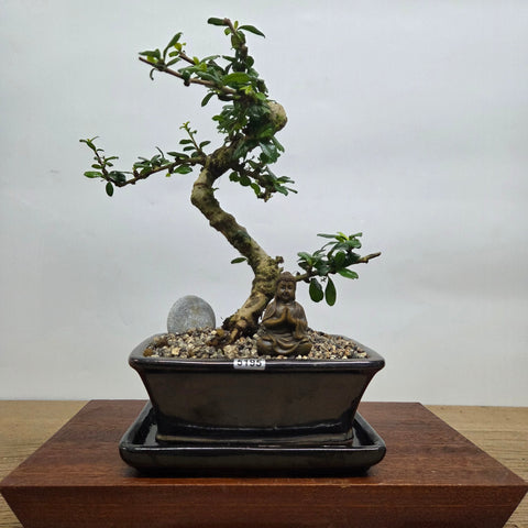 Fukien Tea Tree (Carmona Retusa) Premium Bonsai Tree Bundle | Shaped | In 18cm Pot