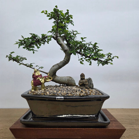 Chinese Elm (Ulmus Parvifolia) Premium Bonsai Tree Bundle | Shaped | In 26cm Pot