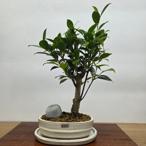 Ficus Microcarpa (Banyan Fig) Indoor Premium Bonsai Tree Bundle | Broom | In 16cm Pot