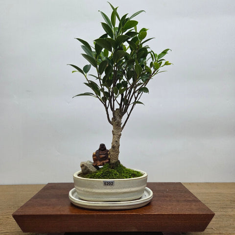 Ficus Microcarpa (Banyan Fig) Indoor Premium Bonsai Tree Bundle | Broom | In 16cm Pot