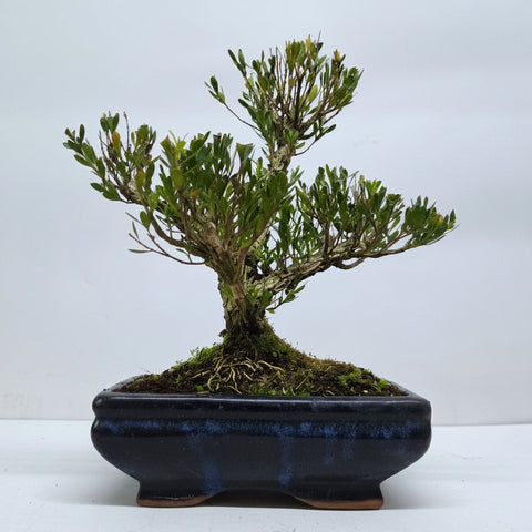 Boxwood (Buxus Harlandii) Bonsai Tree | Clump | In 20cm Pot