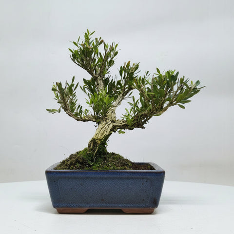 Boxwood (Buxus Harlandii) Bonsai Tree | Clump | In 15cm Pot