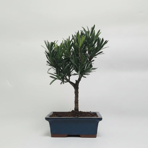 Buddhist Pine (Podocarpus Micro) Bonsai Tree | Broom | In 15cm Pot