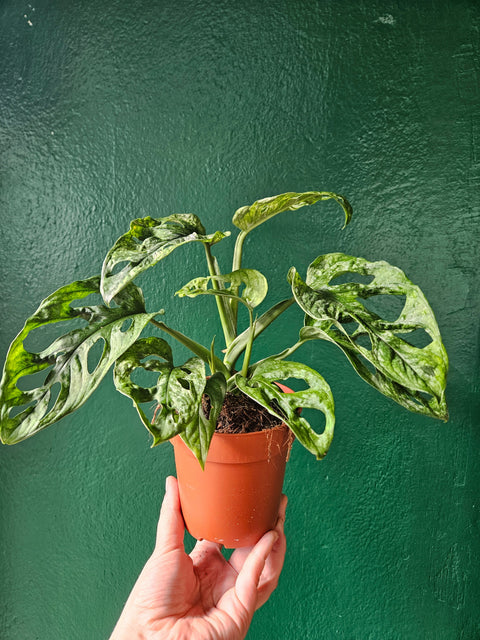 Monstera adansonii 'Mint'