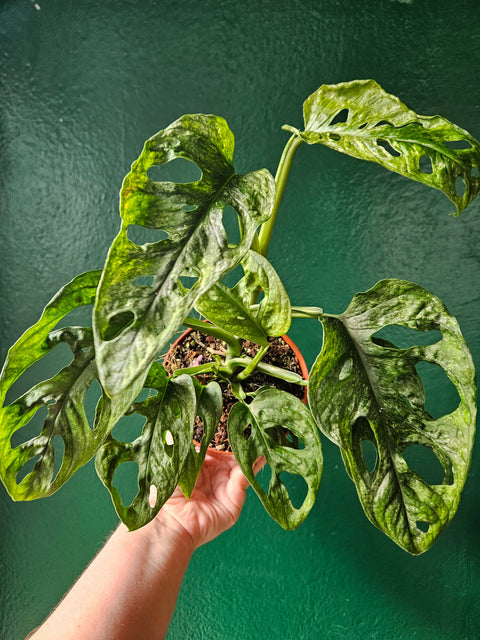Monstera adansonii 'Mint'