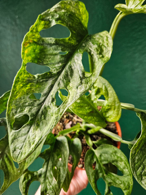 Monstera adansonii 'Mint'