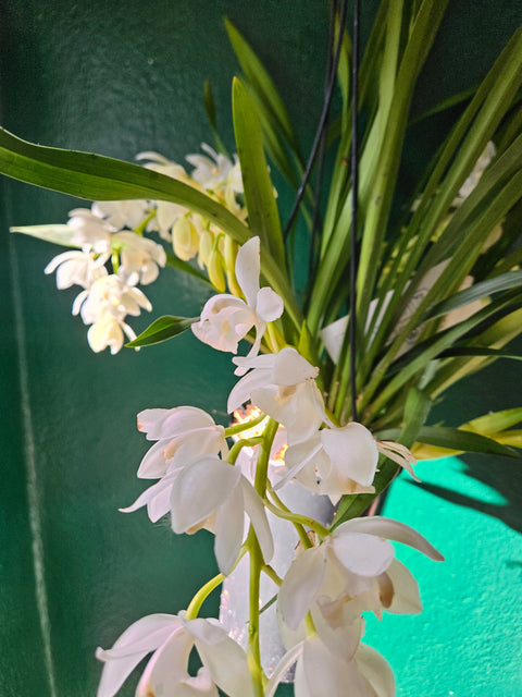 Cymbidium 'Ice Cascade'
