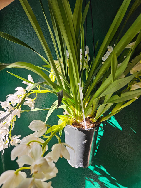 Cymbidium 'Ice Cascade'