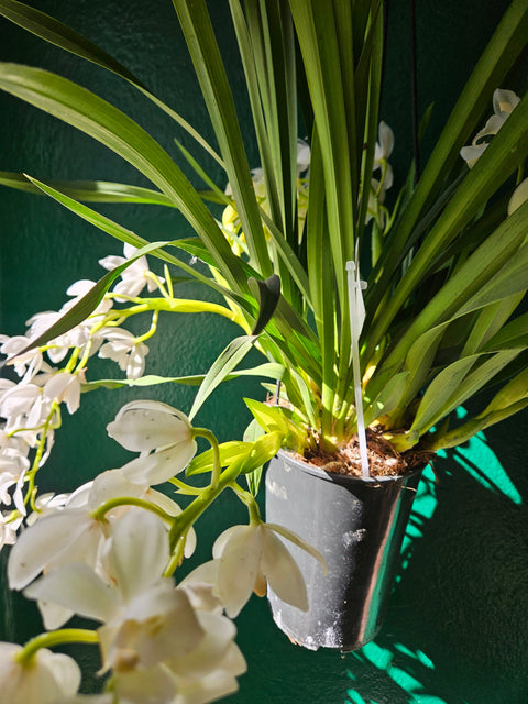 Cymbidium 'Ice Cascade'
