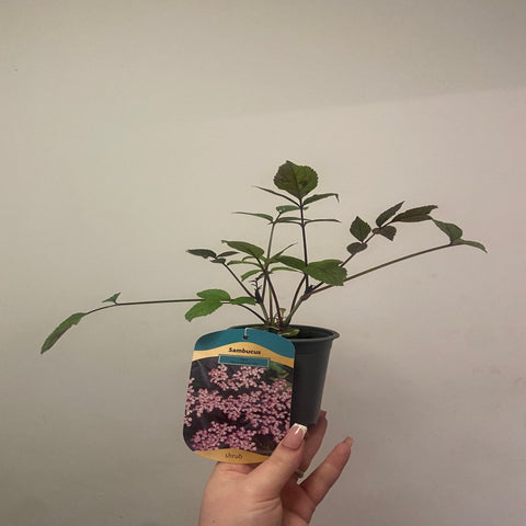 Sambucus nygra 'Black Beauty' 9cm / 3L