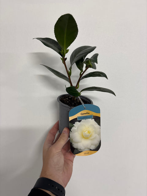 Camellia japonica 'Golden Anniversary' 9 cm, hauteur 20-30 cm