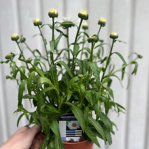 Leucanthemum x superbe Madonna' 9cm/1.5L