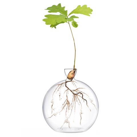 Hand-Blown Glass Vase for Acorns