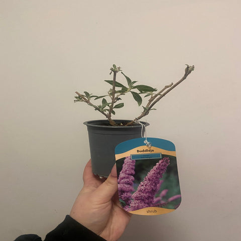 Buddleja davidii 'Pink Delight' 9cm/1L