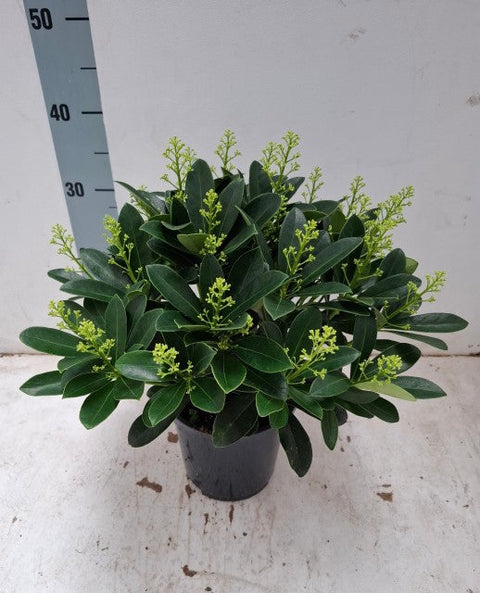 Skimmia japonica 'Finchy' 10,5 cm / 2 l / 5 l