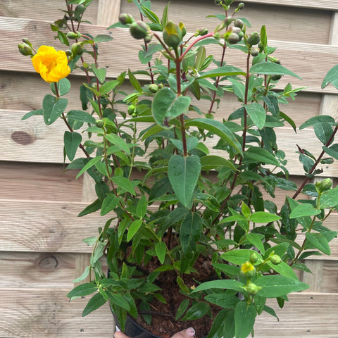 Hypericum Hidcote 9 cm / 3,5 l