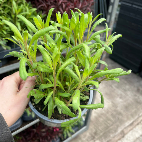 Gaura lindheimeri Sparkle White 2L