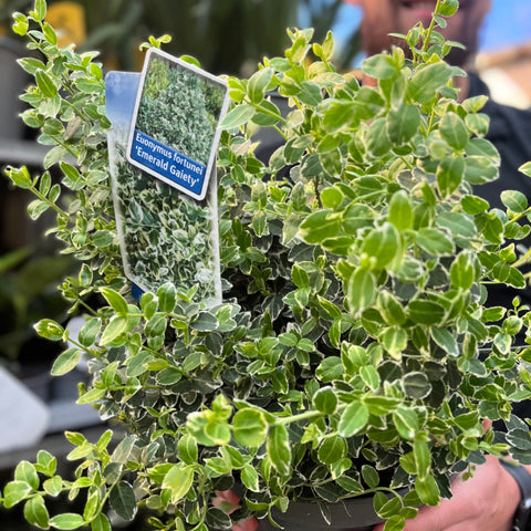 Euonymus Fortunei 'Emerald Gaiety' 1L / 5L