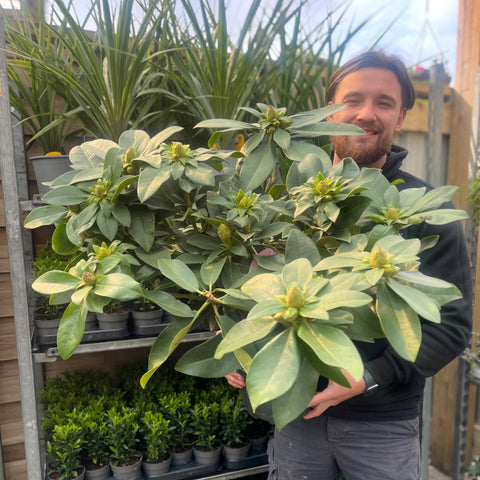 Rhododendron hybride 'Dr. A Schweitzer' 5L (60-70cm inc. pot)