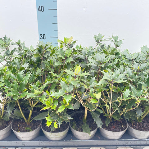 Osmanthus heterophyllus Purpureus (False Holly)