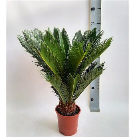 Cycas revoluta | Sagopalme (2 Größen)