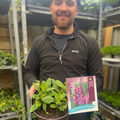 Salvia nemorosa 'Rose Marvel' 9cm/3L