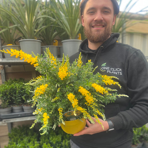 Cytisus 'Racemosus' 1.5L / 2L