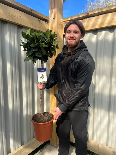 Standard Bay Tree | Laurus nobilis | 100-110cm