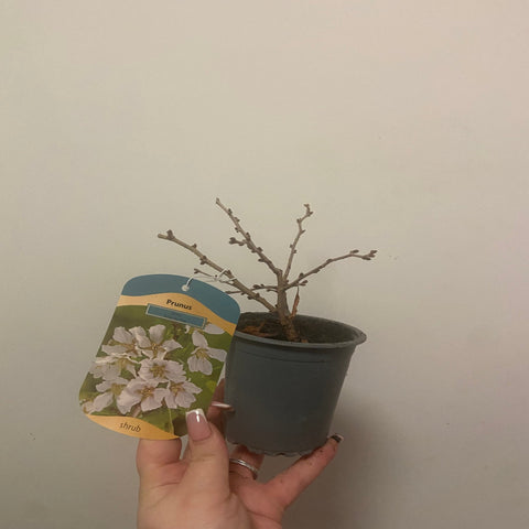 Zierkirschstrauch (Prunus incisa 'KOJOU-NO-MAI') 9 cm / 2 l / 4 l
