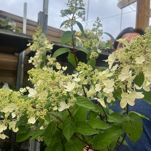 Rispenhortensie 'Pinky Winky' 3L / 10L
