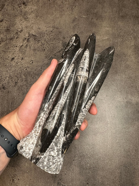 Orthoceras - XL Tower free form