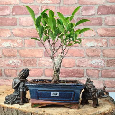 Ficus Microcarpa (Banyan Fig) Indoor Bonsai Tree | Broom | In 15cm Pot