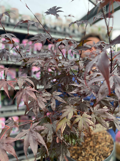 Acer palmatum 'Bloodgood' 3L / 10L / 70L / 90L