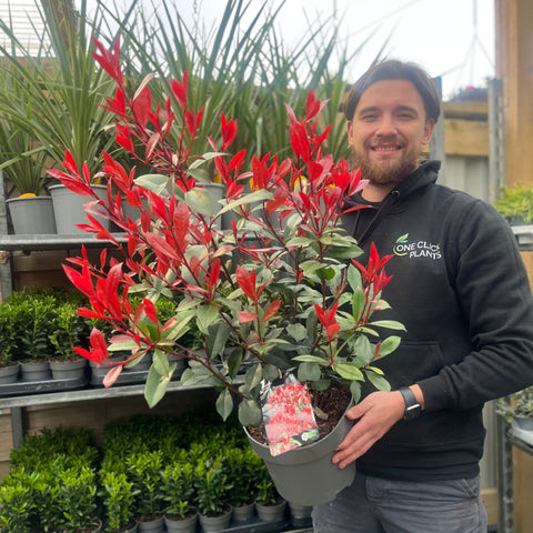 Photinia 'Carre Rouge' 80-90cm (5L)