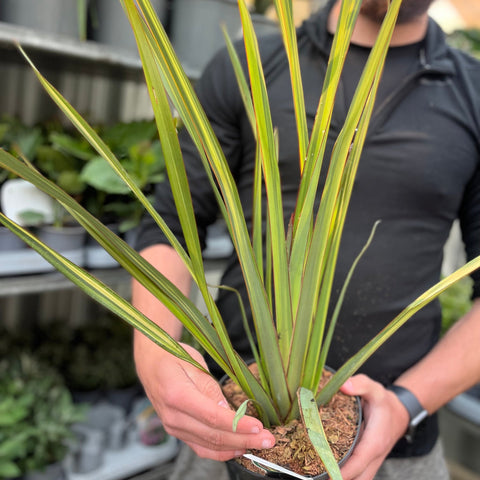Phormium 'Apricot Queen' 2L (50-60cm inkl. Topf)