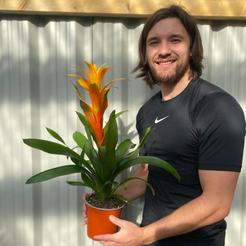 Guzmania Amaretto - Gelb/Orange
