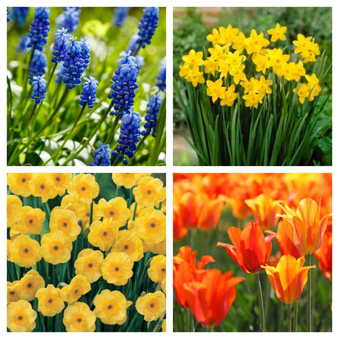 Fragrant/Scented Bulb Mix (40+ Bulbs)