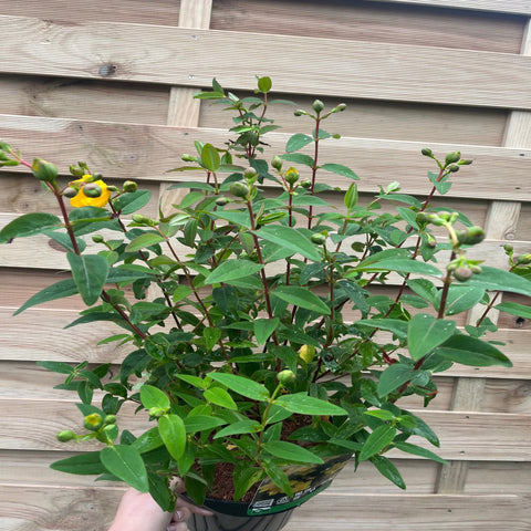 Hypericum Hidcote 9 cm / 3,5 l