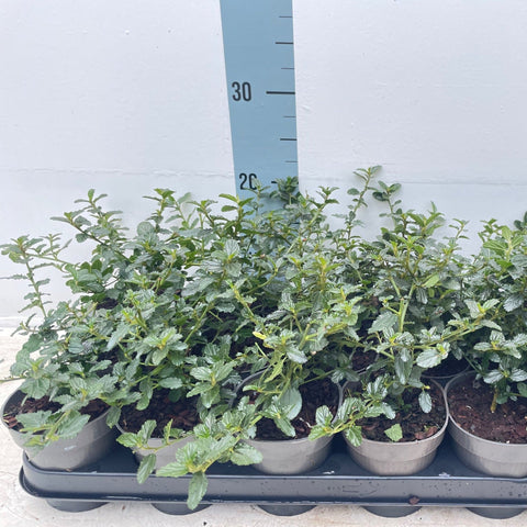 Ceanothus 'Victoria' (Lilas de Californie) 9 cm / 2 L / 5 L / 10 L