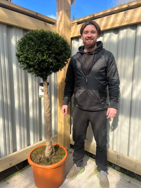 Yew Ball on Stem - Taxus Baccata 45L 170-180cm (STEM 80cm)